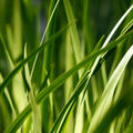 Isandunk-Reeds.jpg