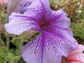 Brandongoeszoom-Purpleflower.jpg