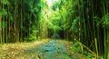 Rod Borkenhagen Bamboo Path.JPG